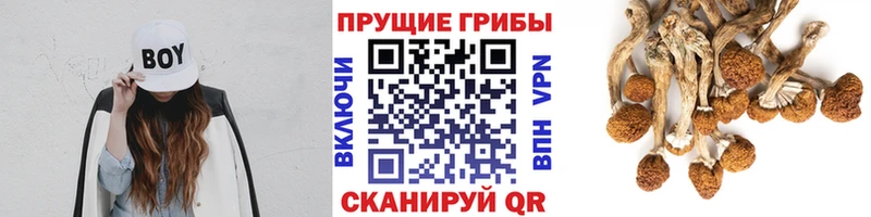 Галлюциногенные грибы Cubensis  дарнет шоп  Михайлов 